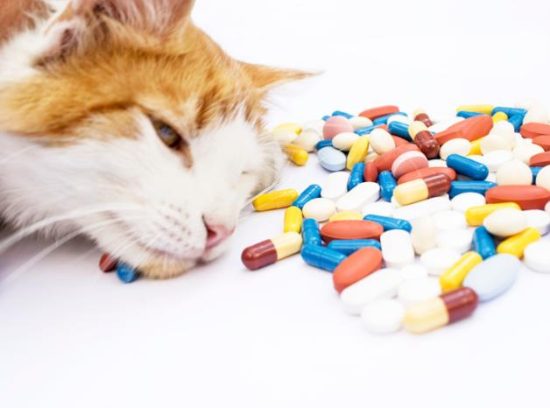 Understanding Why Cats Might Need Pills