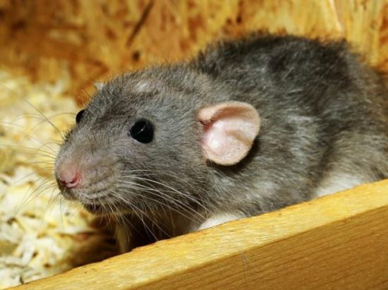 Understanding the Average Lifespan of Pet Rats
