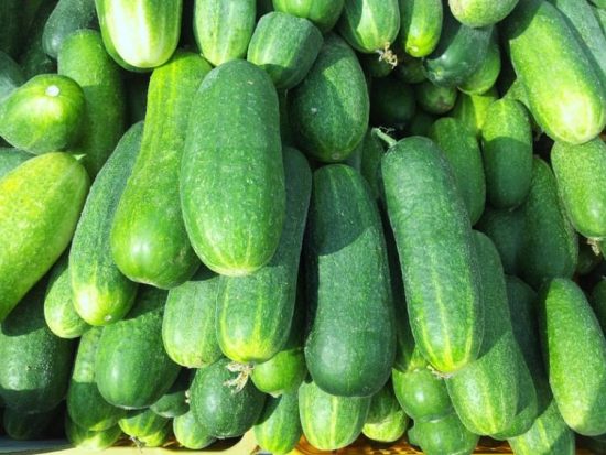 Understanding the Benefits of Cucumbers for Dogs