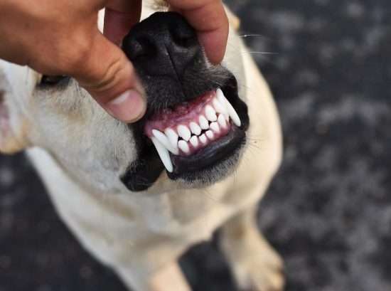 Understanding the Four Main Types of Dog Teeth
