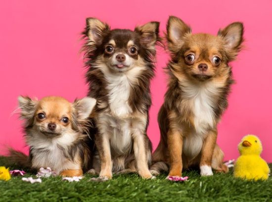 Understanding the Lifespan of Chihuahuas