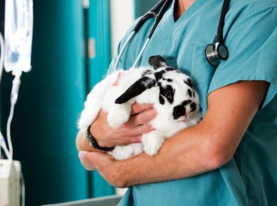 Veterinary Care for Rabbits