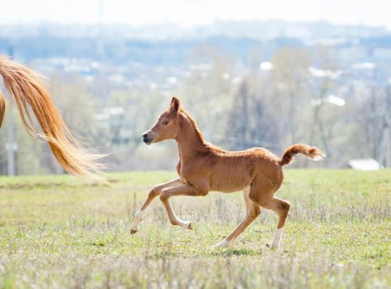 What Does a Foal Weigh at Birth