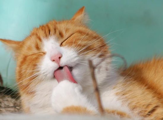When Licking Indicates Health Concerns in Cats