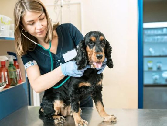 When to Seek Immediate Veterinary Care