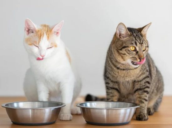 Why Cats Stop Eating