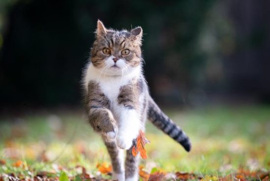 Why do cats run away