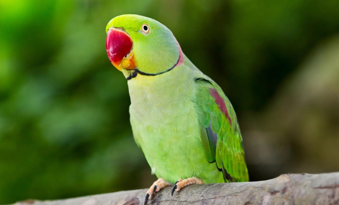 how long do parrots live