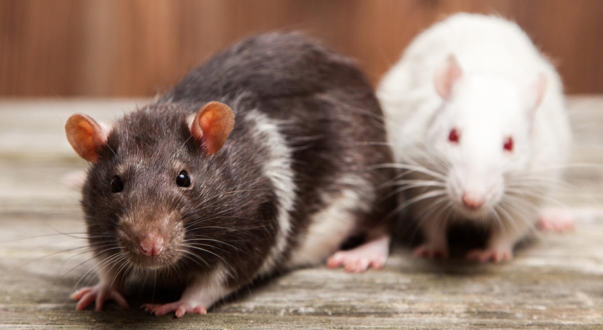 How Long Do Rats Live? Everything You Need to Know