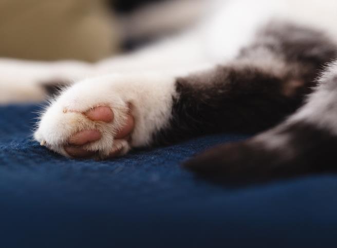 how many toes does a cat have