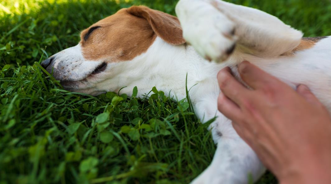 how to calm a dog down instantly