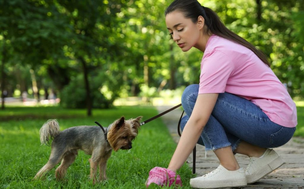 why do dogs eat their own poop