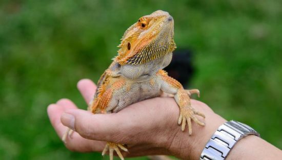 Bearded Dragons