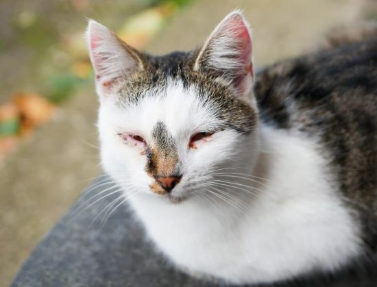 Common Cat Eye Issues and Excessive Blinking