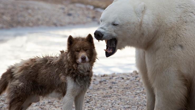 Could You Mate a Dog and a Bear