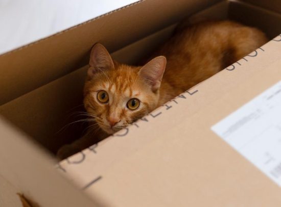 Curbing the Cardboard Carnage: When Chewing Becomes Obsessive