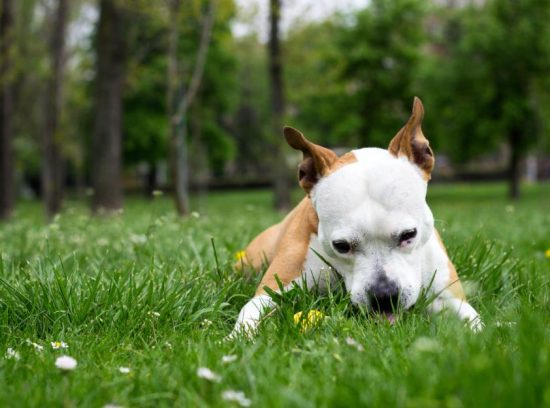 Establishing Boundaries: Knowing When to Let Your Dog Indulge
