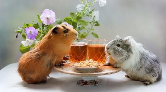 Guinea Pigs