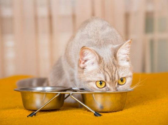 Homemade Solutions: Preparing Soft Dry Cat Food at Home