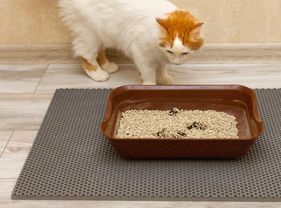How Age-Related Physical Changes Impact Litter Box Use