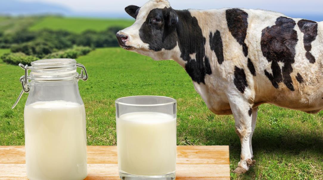 How Much Milk Does a Cow Produce a Day