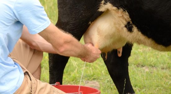 How Much Milk Does a Cow Produce a Day