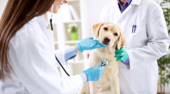 How to choose the expert vet