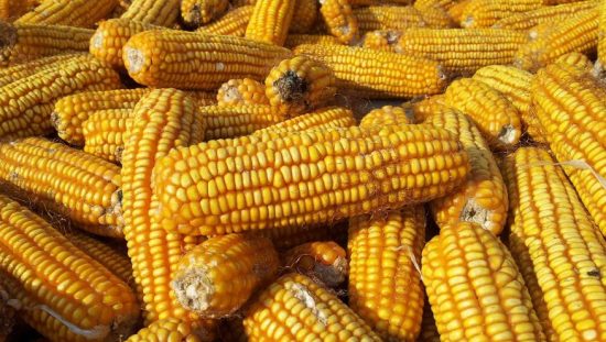 Overview: The Safety of Corn in a Dog's Diet