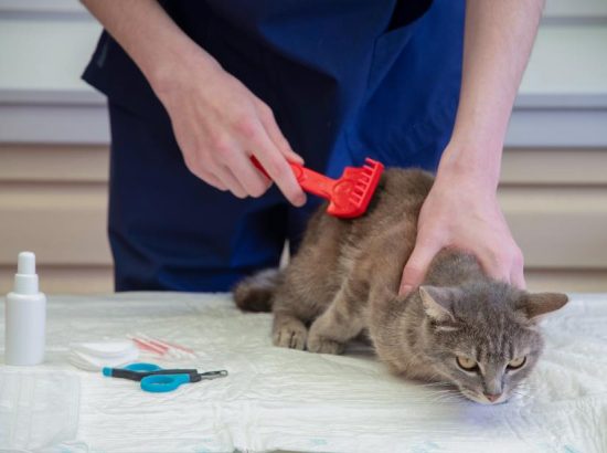 Prevention: Protecting Your Indoor Cat from Fleas