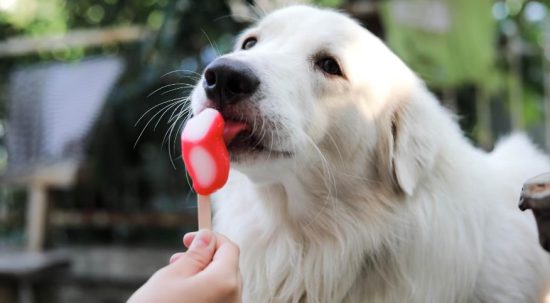 Recognizing Symptoms: Will My Dog Be OK After Eating Ice Cream