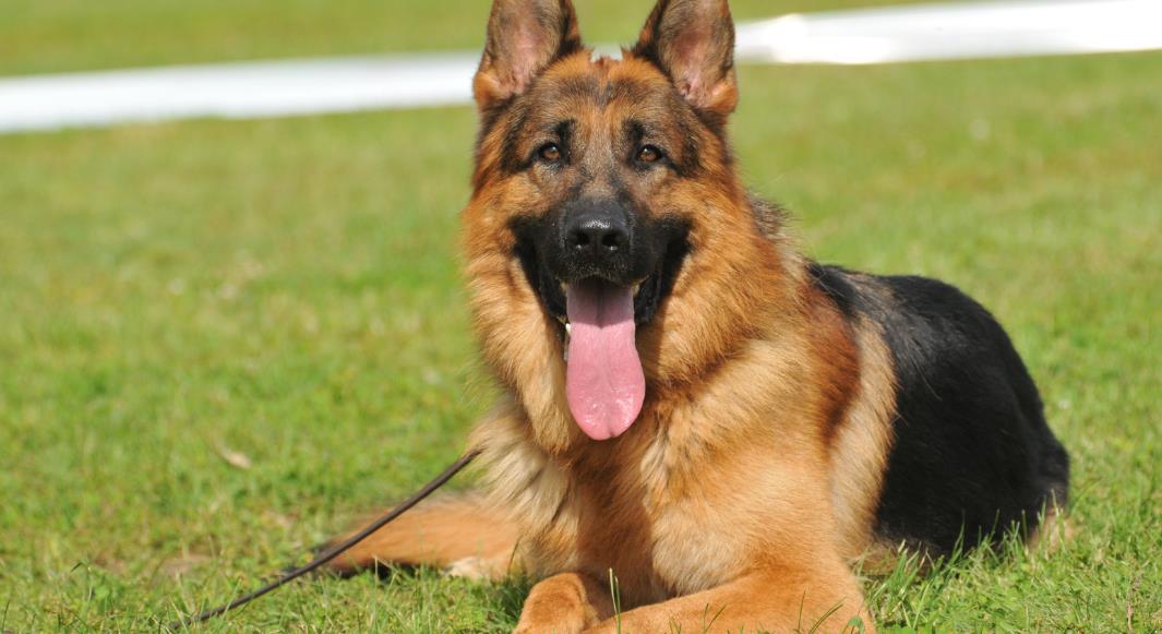 The German Shepherd Guide