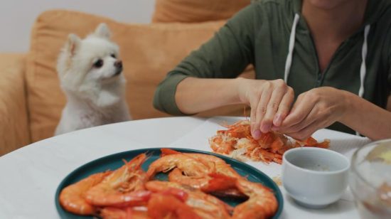 The Nutritional Benefits of Shrimp for Your Dog