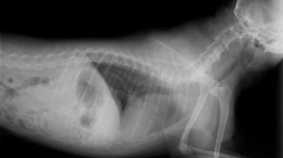 The Significant Role of Chest X-rays and Bloodwork in Diagnosing Wheezing