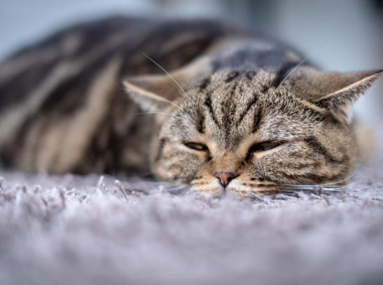 Understanding Cat Seizures: Types and Causes