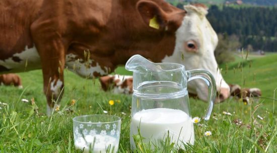 Understanding Dairy Cow Anatomy and Diet