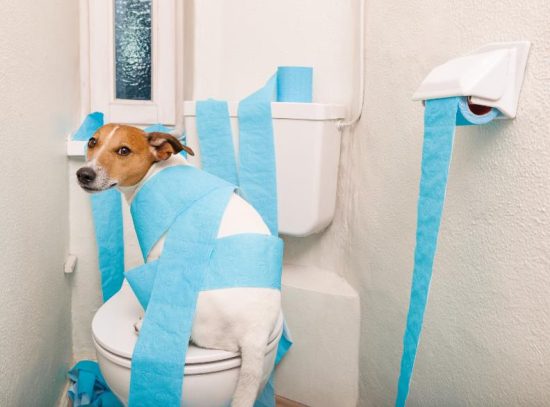 Understanding Diarrhea in Dogs: An Overview