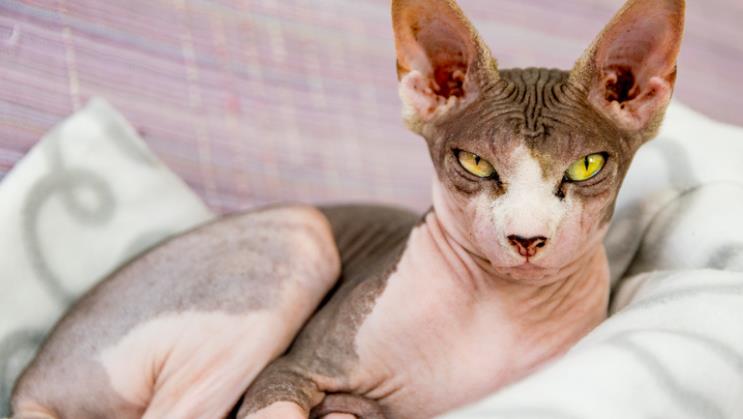 Understanding Sphynx Cat Pricing 