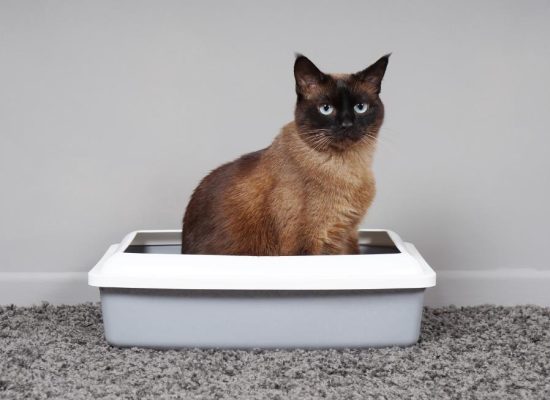Understanding Why Your Senior Cat May Avoid the Litter Box
