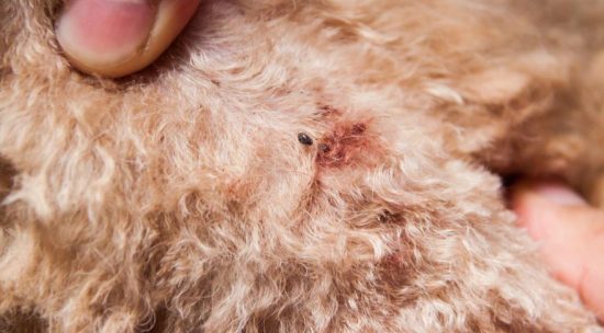 Understanding the Flea Lifecycle and Infestation Risks in Your Home