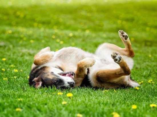 Unveiling the Scent-Related Motives for Dogs Rolling in Grass
