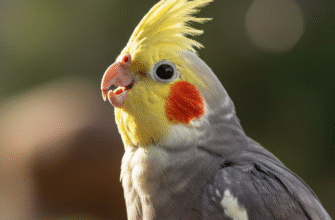 Cockatiel Whistling and Talking Guide