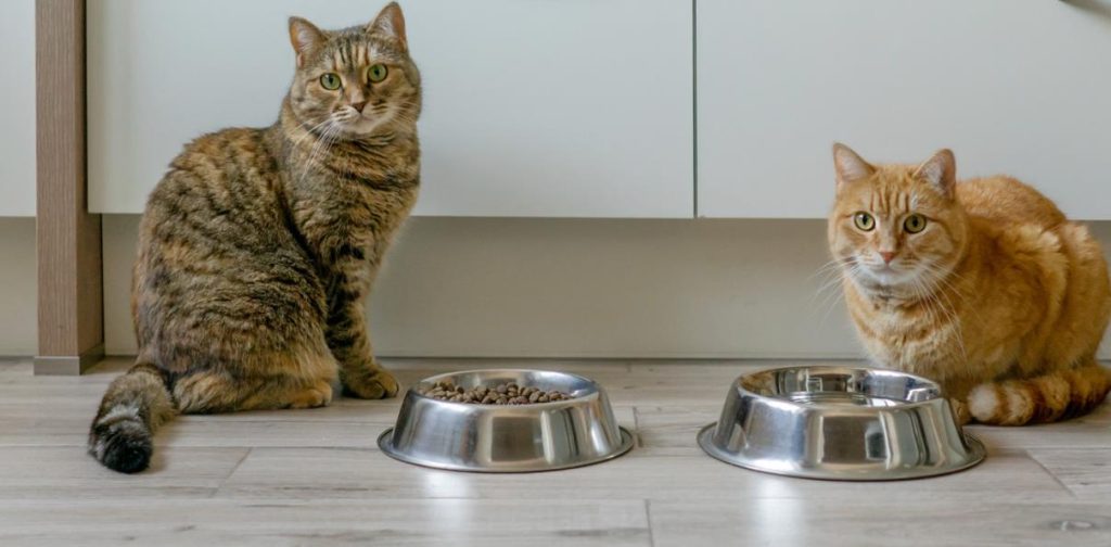 soft dry cat foods for senior cats
