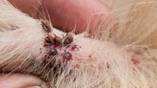 What Does an Embedded Tick Look Like on a Dog