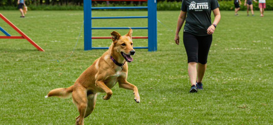 Agility Adventures Getting Started with Obstacle Courses