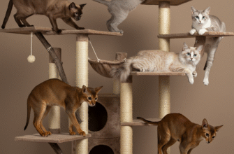 Cat Breeds That Are Good Climbers