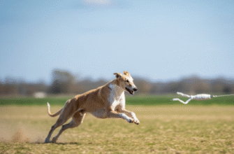Lure Coursing Satisfying the Sighthounds Need for Speed