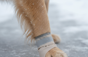 Preventing Ice Balls on Your Dogs Fur in Winter