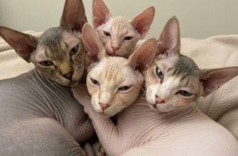 Sphynx Cats Unique Look Unbeatable Cuddle Factor