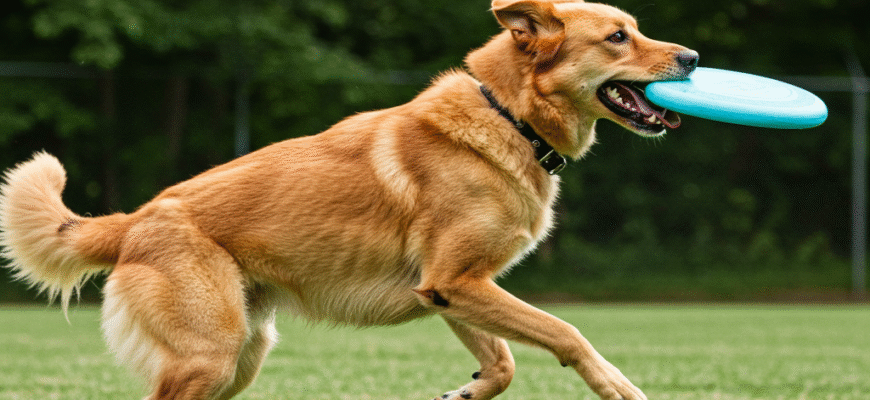Frisbee Fun Teaching Your Dog to Catch Like a Pro