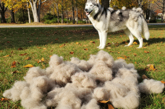 Seasonal Shedding Managing Fur Explosions in Spring and Fall